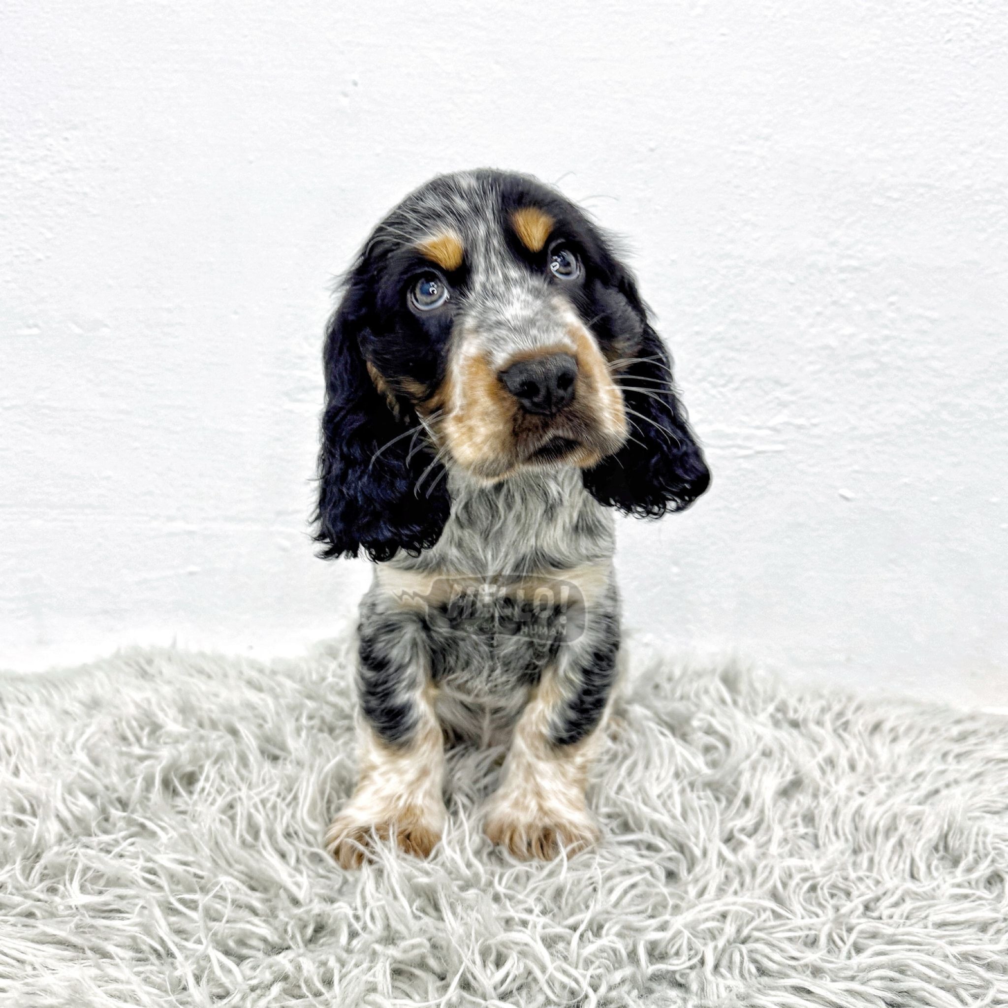 SHINZUE BLUE ROAN ENGLISH COCKER SPANIEL (MALE) – Hello Human Shop