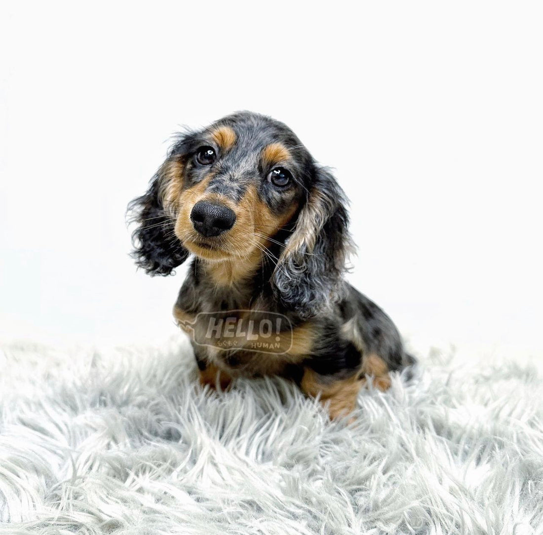 LIL KINUU SILVER DAPPLE LONGHAIRED MINIATURE DACHSHUND (MALE)