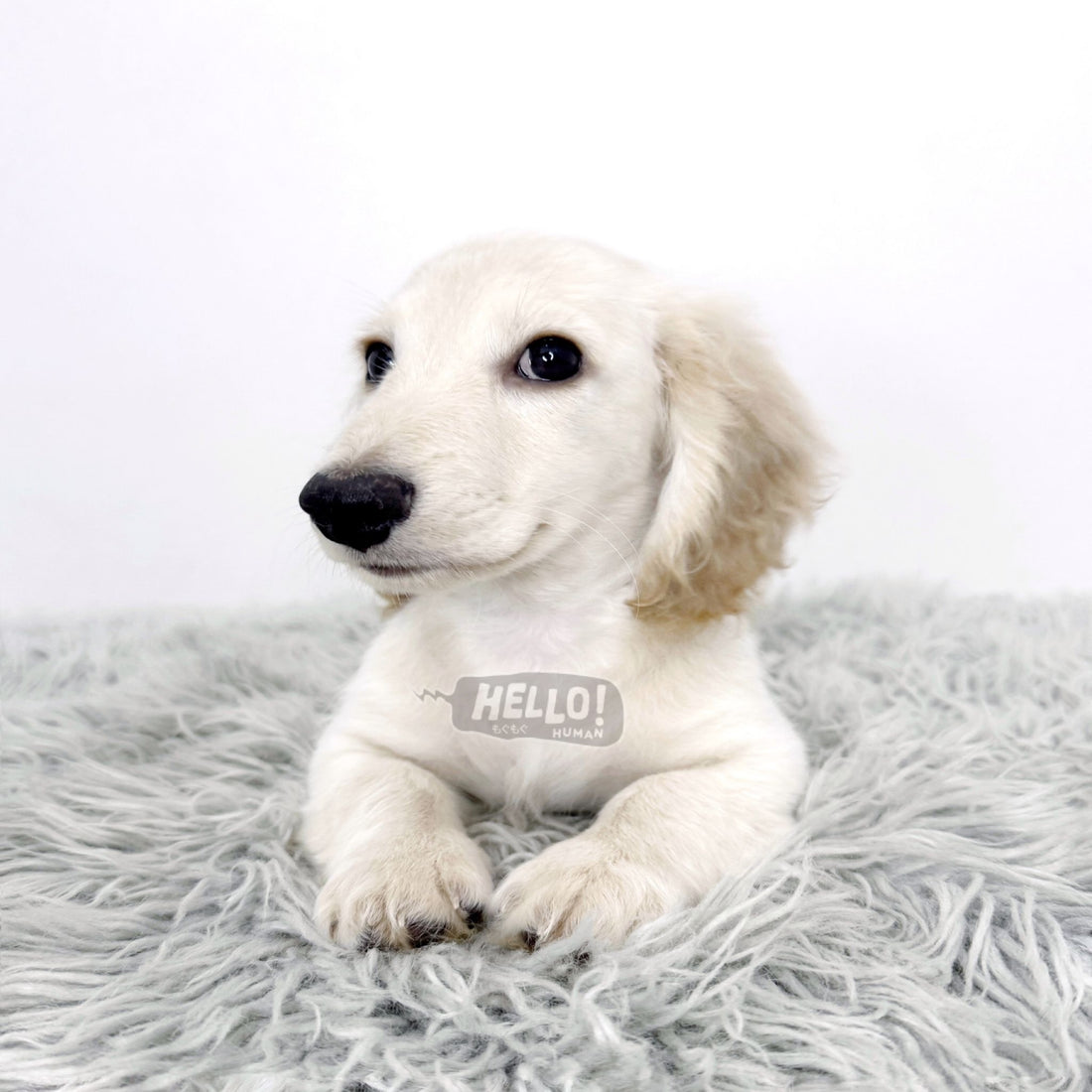 Miroel English Cream Longhaired Miniature Dachshund (Male)