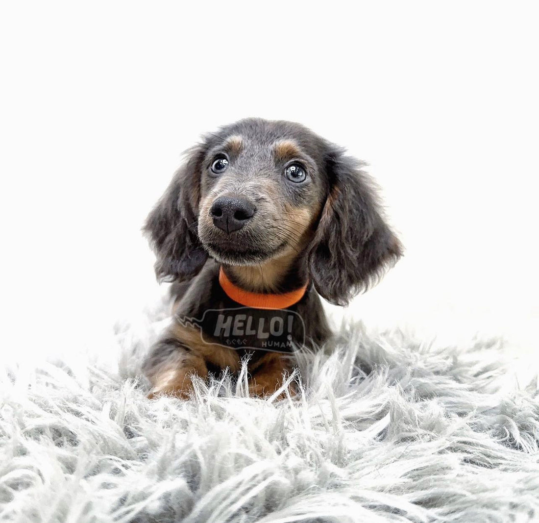 YIJUNN BLUE & TAN LONGHAIRED MICRO DACHSHUND (MALE)