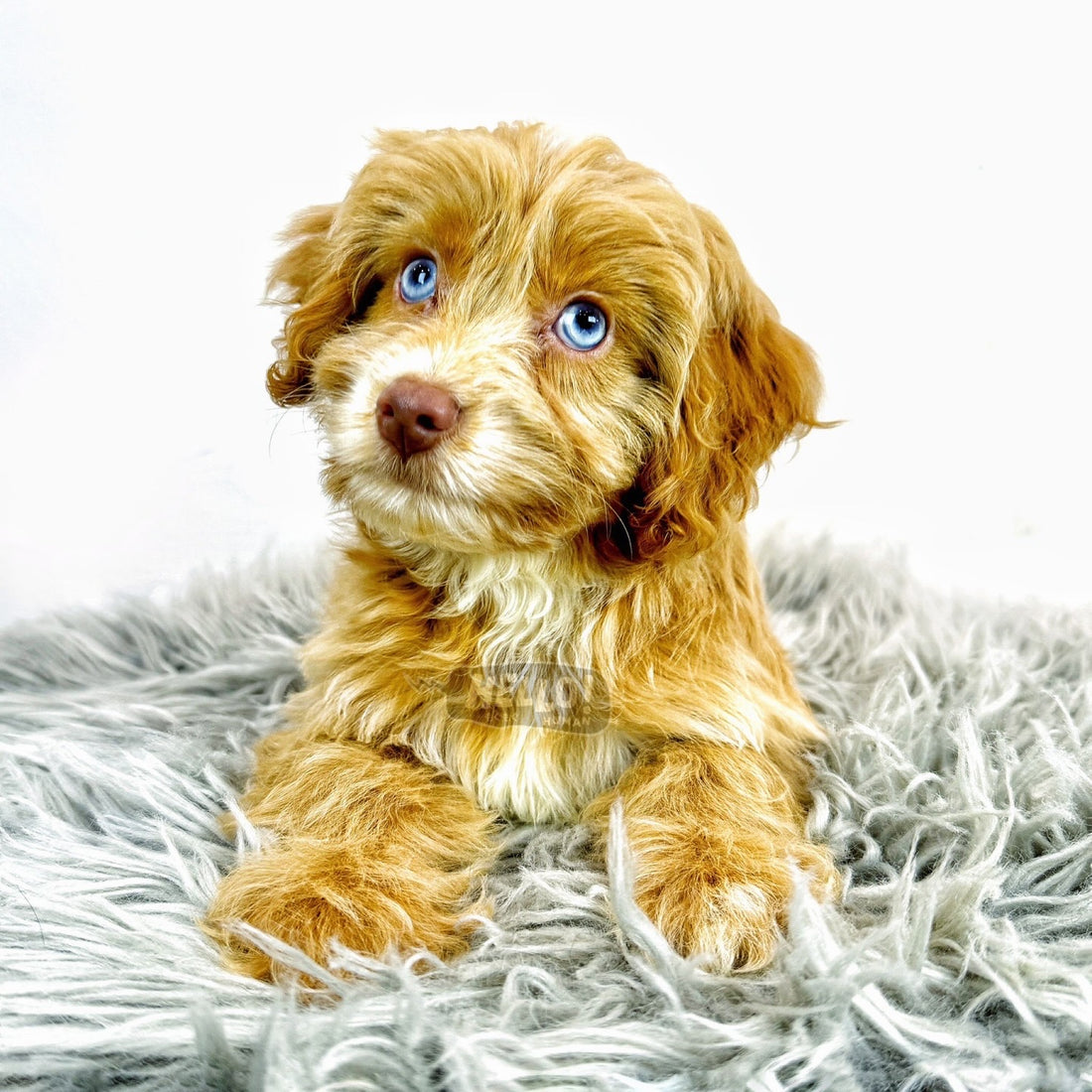 NANA BLUE-EYED CAVAPOO FIRST IN SINGAPORE! (FEMALE)