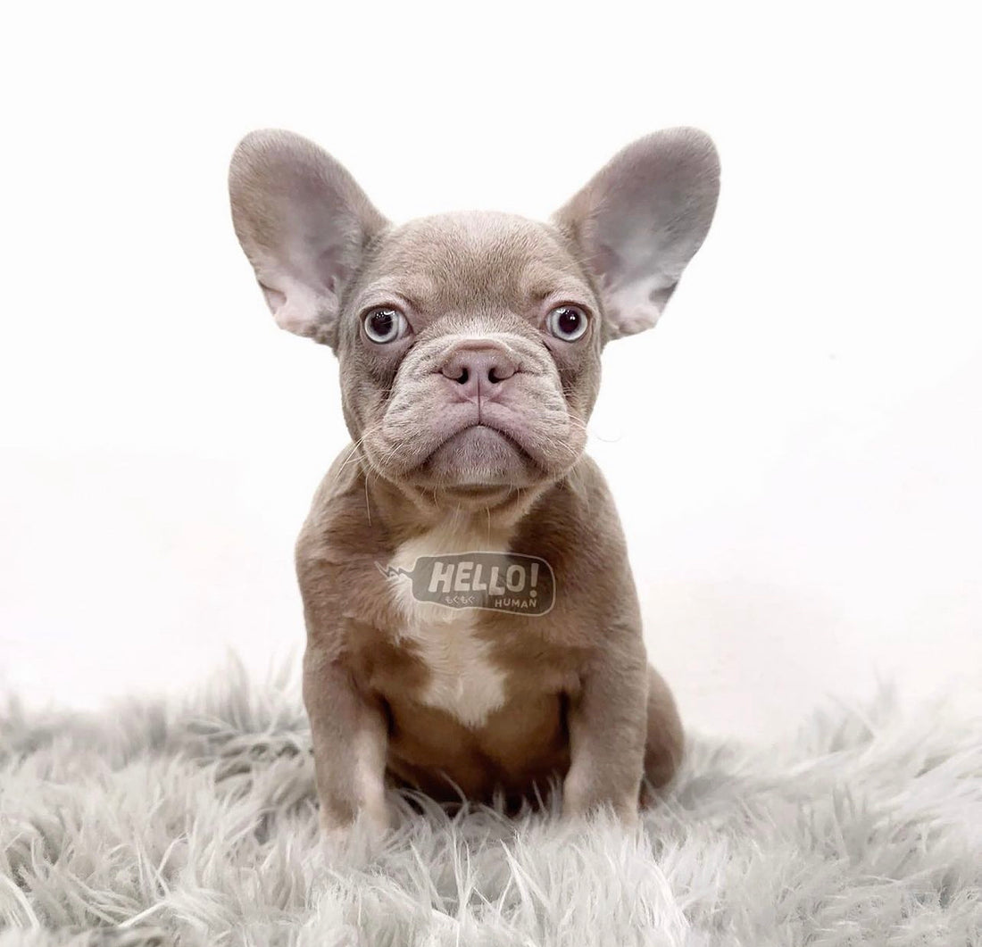 Lil Donny Isabella French Bulldog (Male)