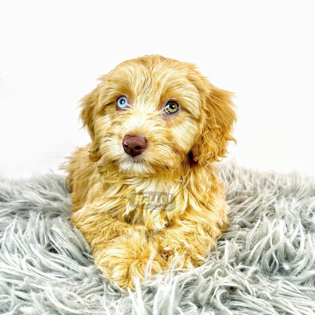 JUNI BLUE-EYED CAVAPOO FIRST IN SINGAPORE! (FEMALE)