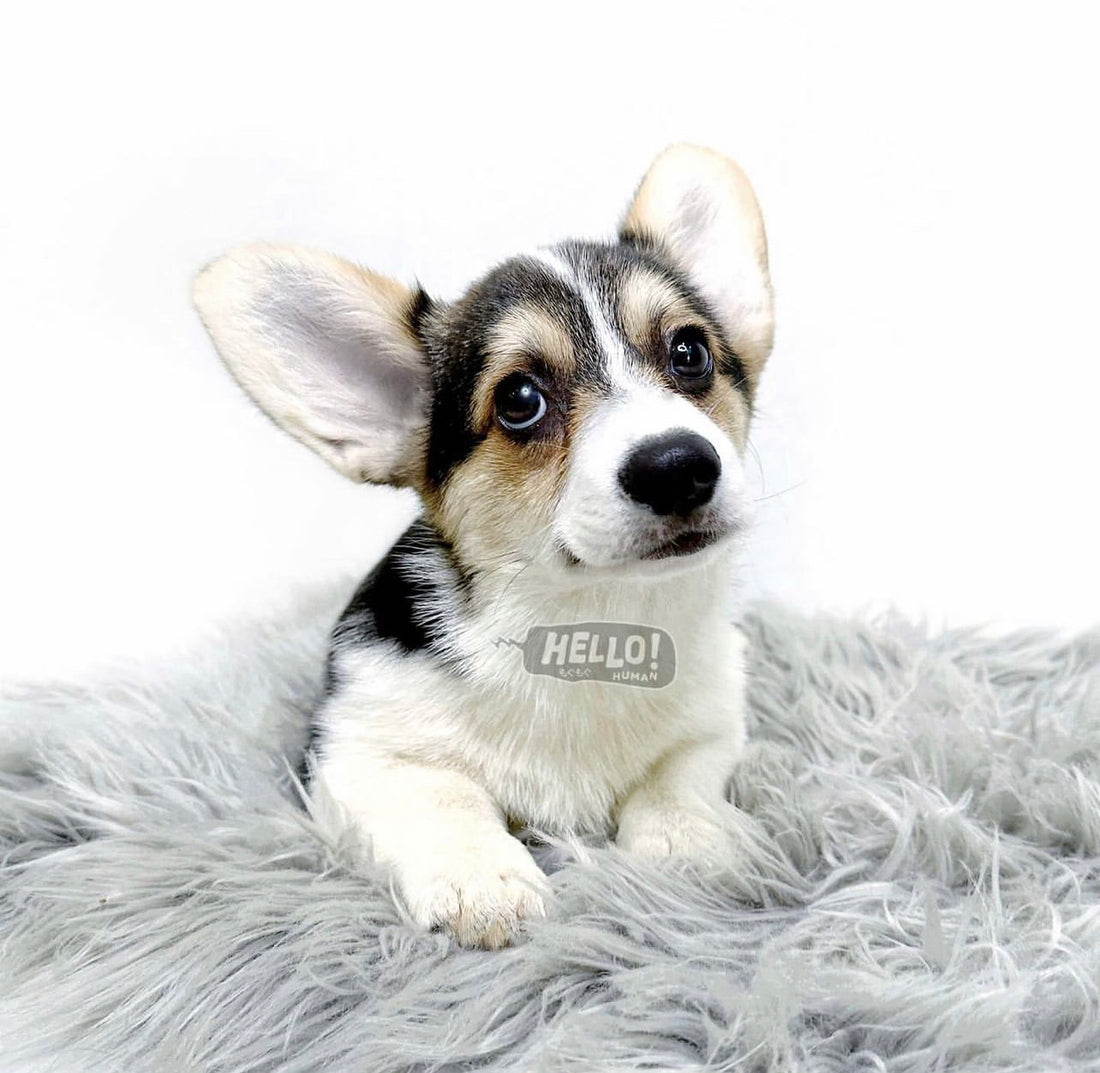 Lil Maki Tri-coloured Pembroke Welsh Corgi (Female)
