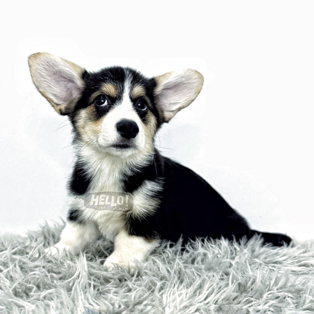 Elara Tricolor Pembroke Welsh Corgi (Female)
