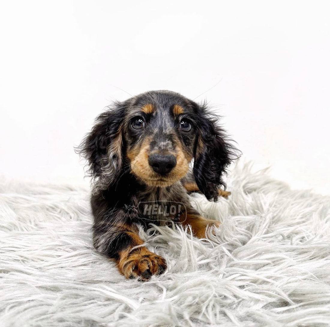 Kichuu Silver Dapple Longhaired Miniature Dachshund (Female)