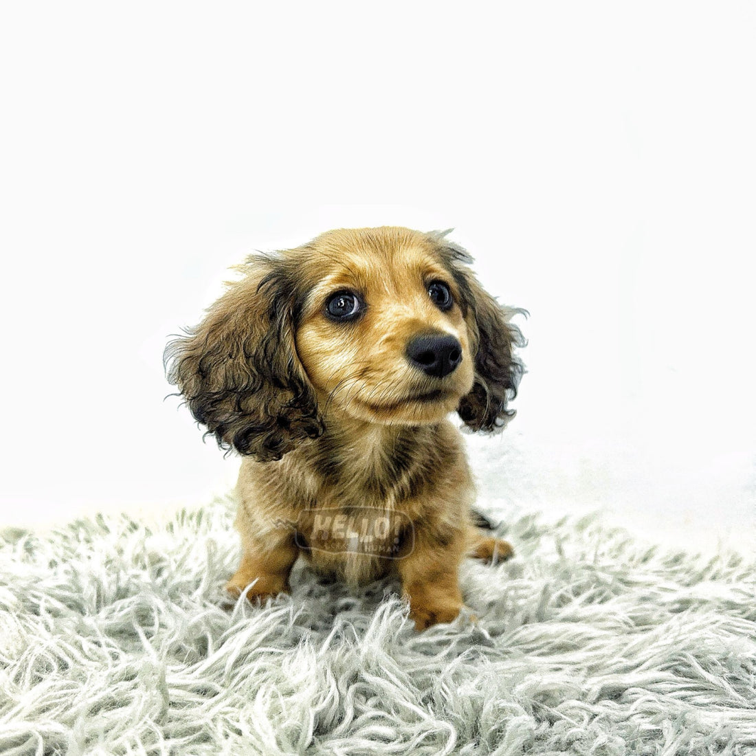 Hayori Shaded Cream Longhaired Miniature Dachshund (Female)