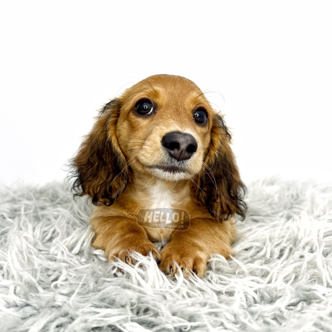 Ari Shaded Red Longhaired Miniature Dachshund (Male)