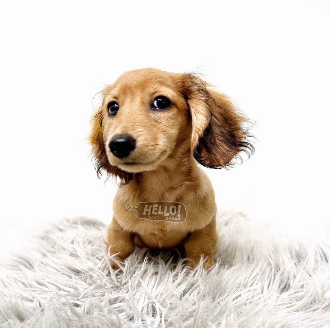 Haruken Shaded Cream Longhaired Miniature Dachshund (Male)