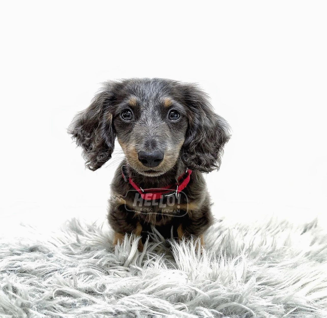 CHIBIKO BLUE & TAN LONGHAIRED MICRO DACHSHUND (FEMALE)