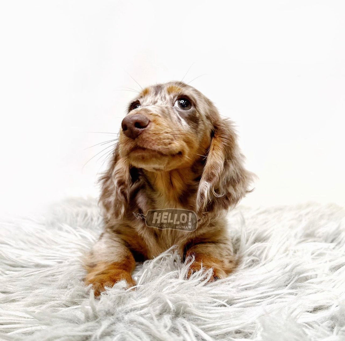 Kesha Chocolate Dapple Longhaired Miniature Dachshund (Female)