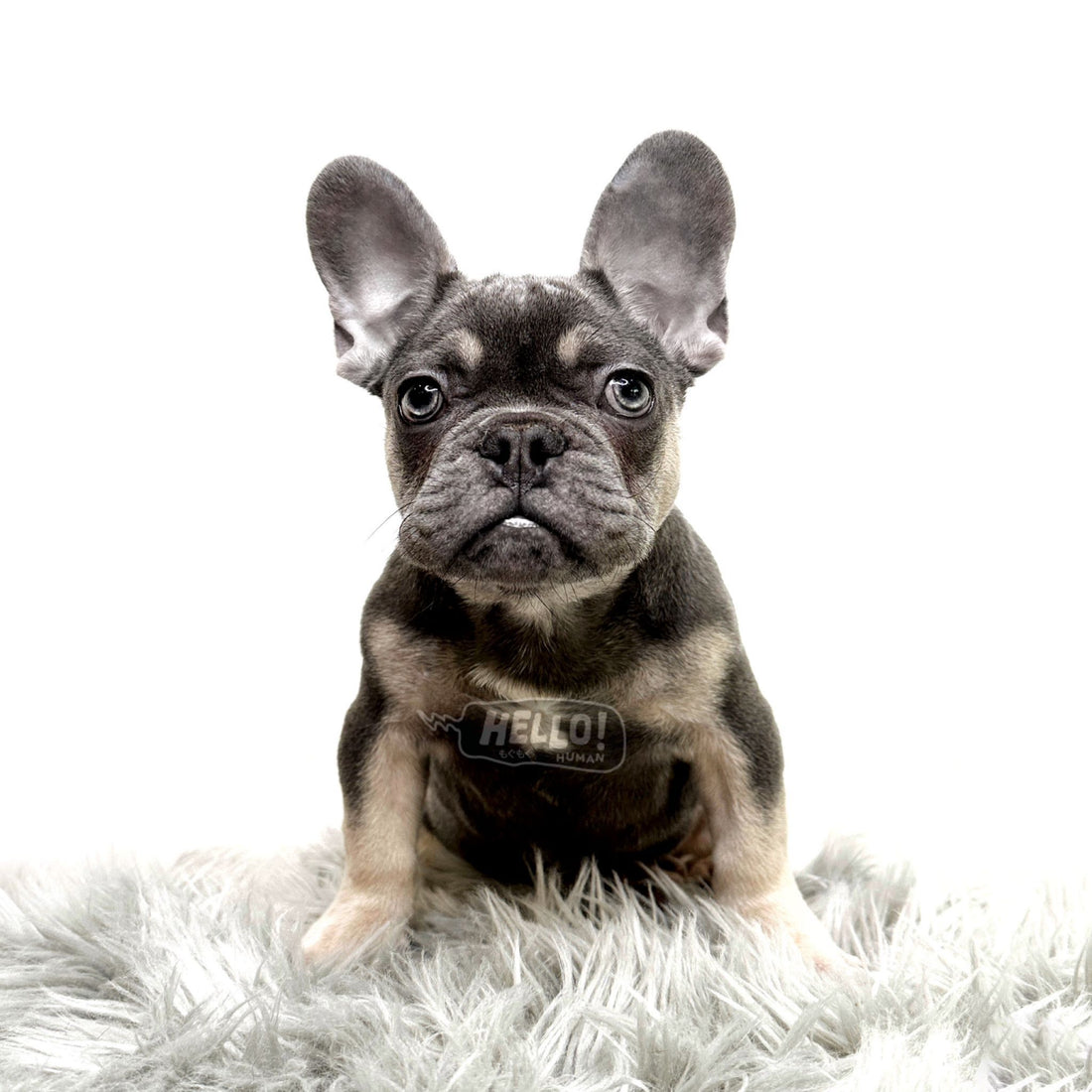 MR GOGO BLUE & TAN FRENCH BULLDOG (MALE)