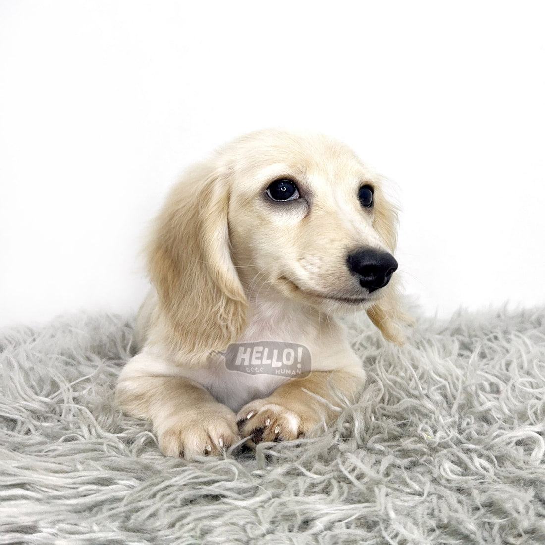 Solfin English Cream Longhaired Miniature Dachshund (Male)