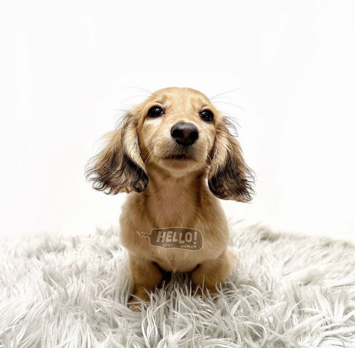 ojskasanテリトリータスク Dachshund ロングテーブル Dachshund ロングテーブル | Territory Task