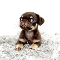 CHOCOEL CHOCOLATE & TAN PUG (MALE)