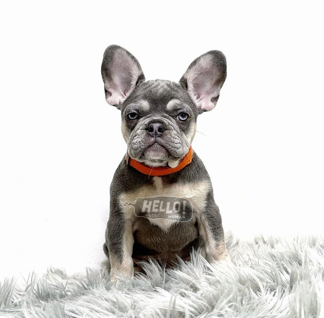 Hunii Lilac & Tan French Bulldog (Female)