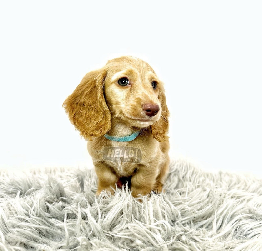 Hazumi Cream Miniature Dachshund (Male)