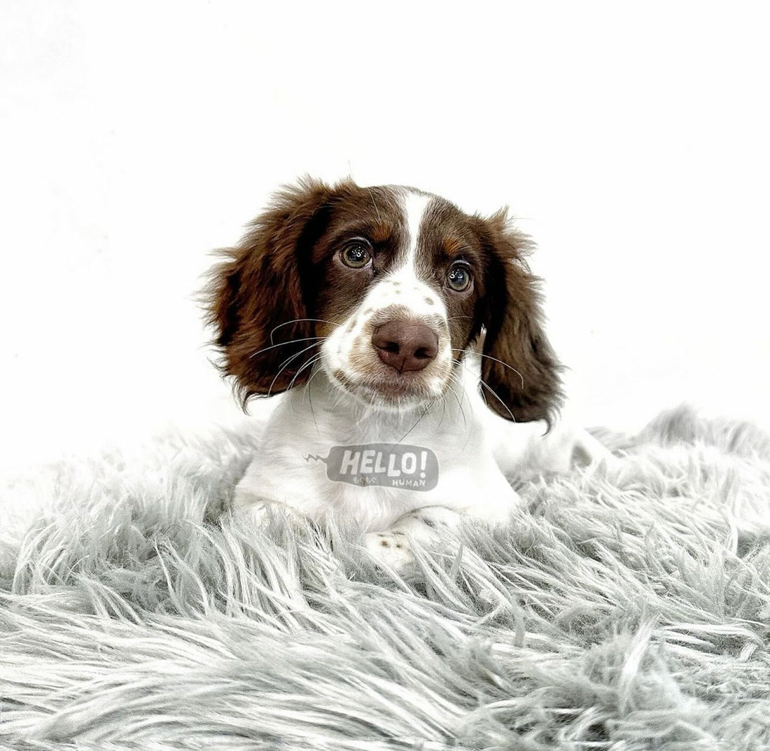 MR MOCHA CHOCOLATE & TAN PIEBALD MINIATURE DACHSHUND (MALE)