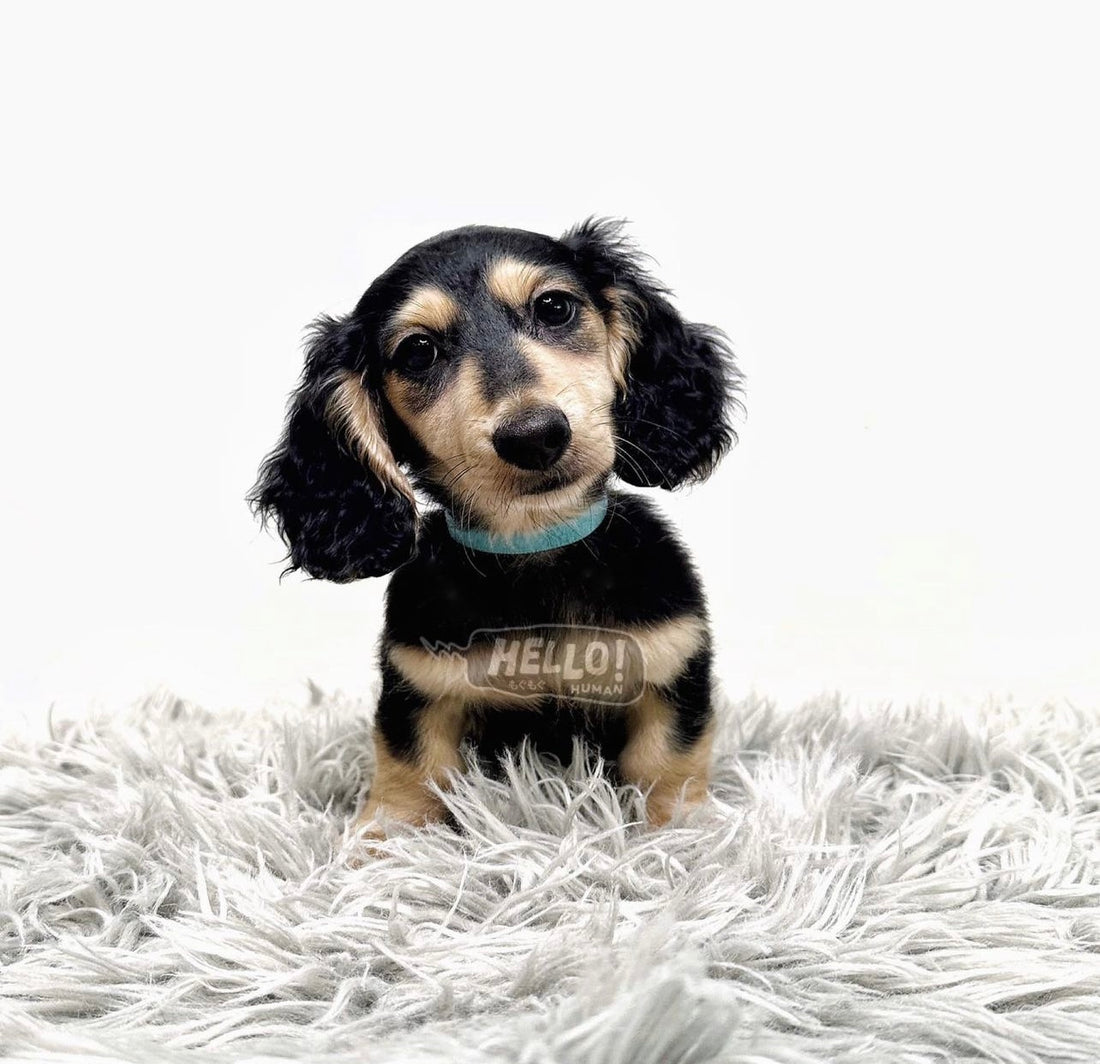 HONDU BLACK & CREAM MINIATURE DACHSHUND (MALE)