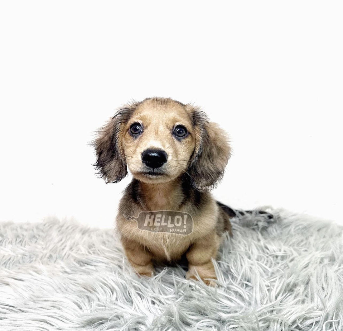 ROCKI SHADED CREAM LONGHAIRED MINIATURE DACHSHUND (MALE)