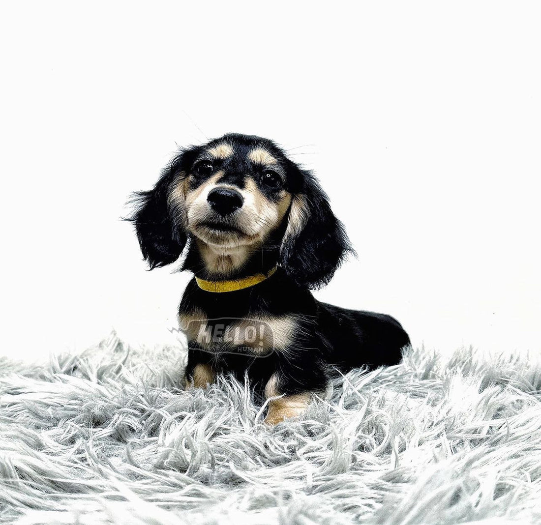 BHAMBI BLACK & CREAM LONGHAIRED MINIATURE DACHSHUND (FEMALE)