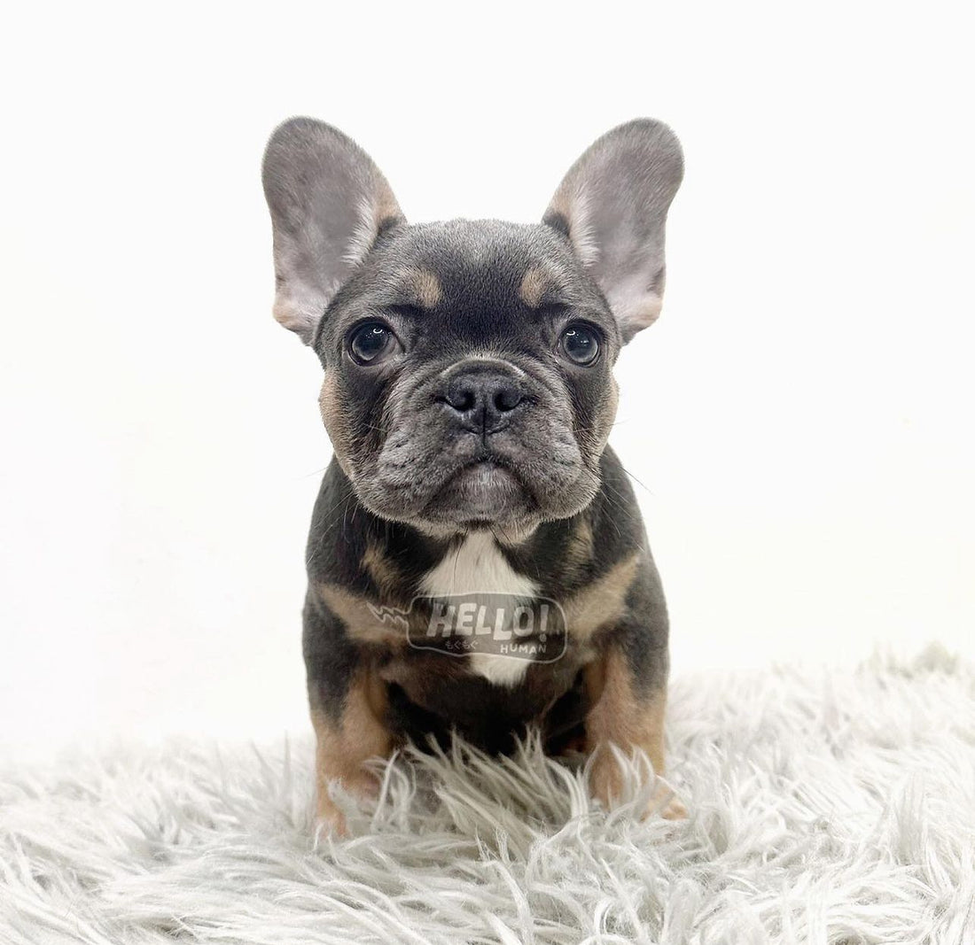 MISS PUIPUI BLUE & TAN FRENCH BULLDOG (FEMALE)