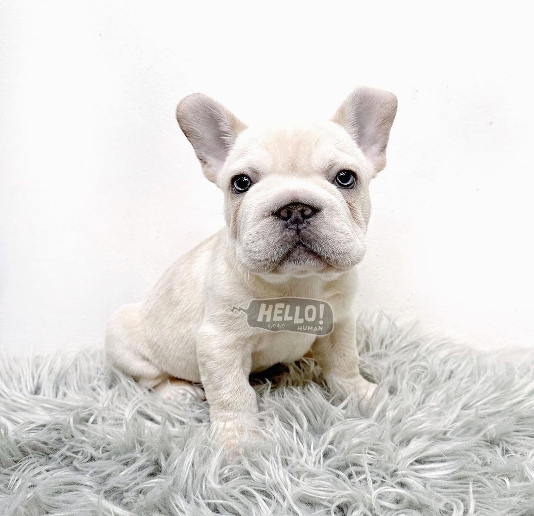 SIR POLAR LILAC CREAM FRENCH BULLDOG (MALE)