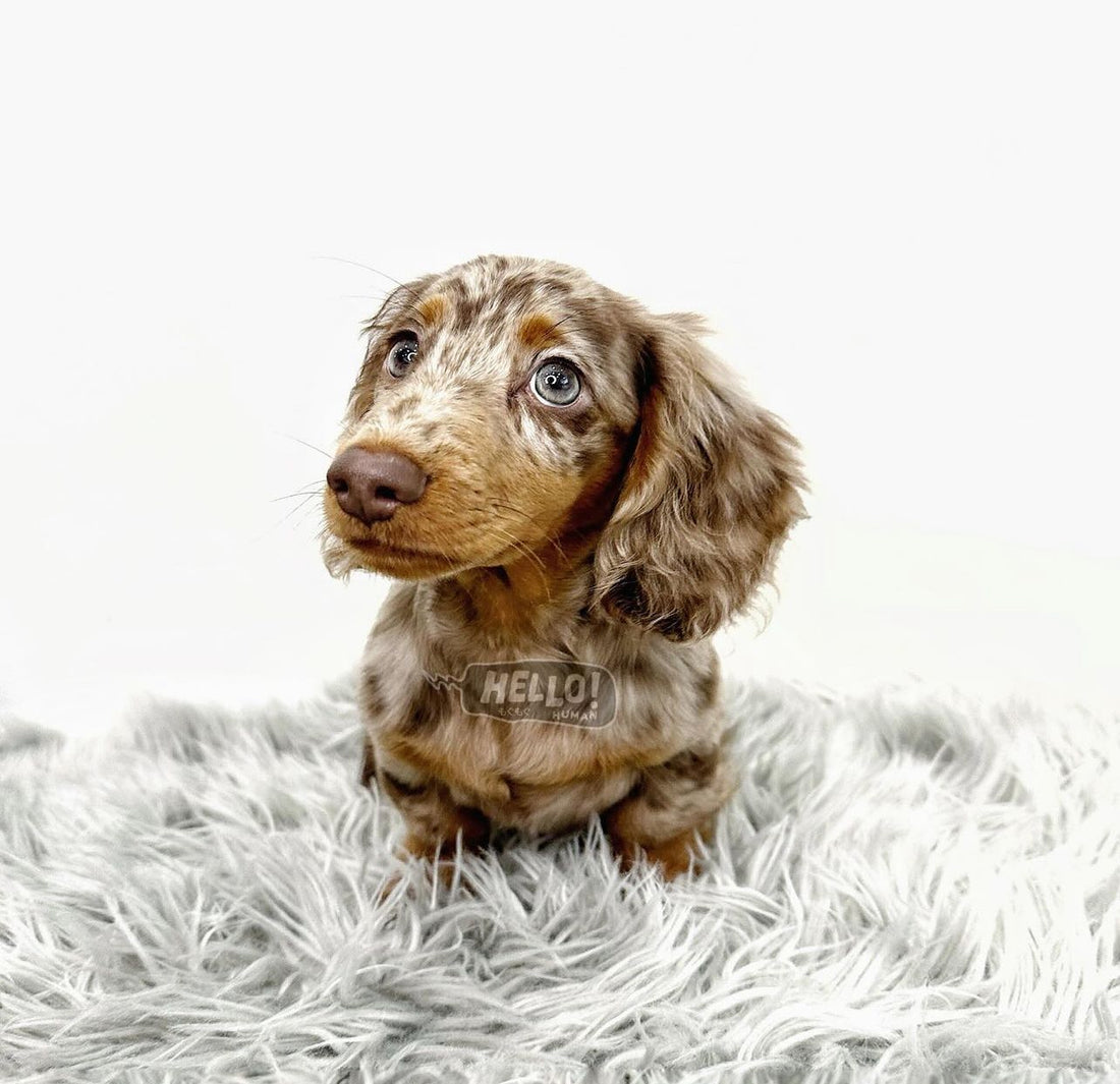 JAYKAY CHOCOLATE & TAN DAPPLE LONG-HAIRED MINIATURE DACHSHUND (MALE)