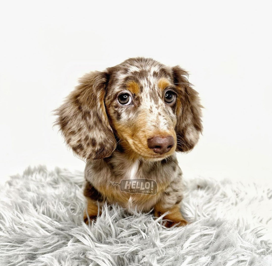 TANKU CHOCOLATE & TAN DAPPLE LONG-HAIRED MINIATURE DACHSHUND (MALE)