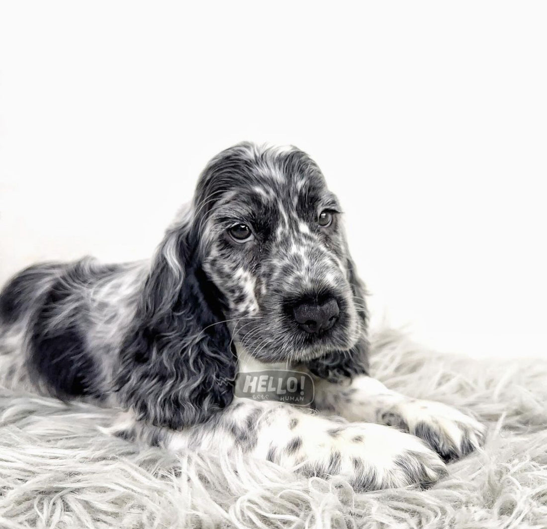 Feta Blue Roan English Cocker Spaniel (Male)