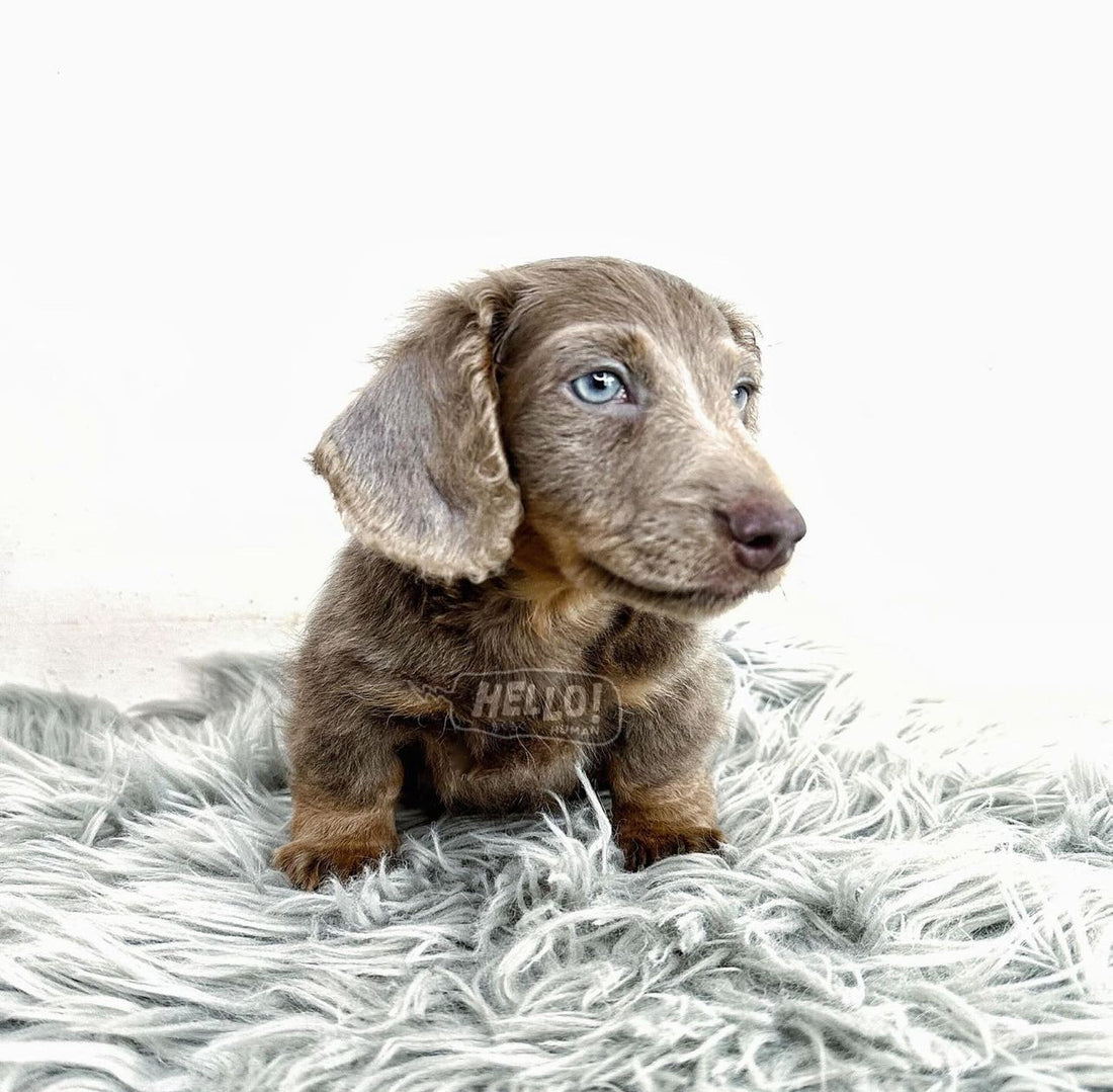 MR JEJU ISABELLA & TAN LONGAHIRED MINIATURE DACHSHUND (MALE)