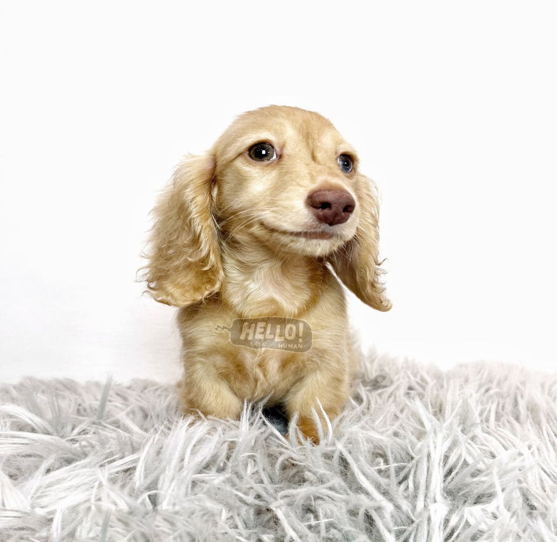 LIL SHAY CREAM LONGHAIRED MINIATURE DACHSHUND (MALE)