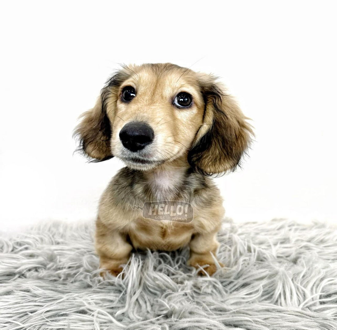 MICHU SHADED CREAM LONGHAIRED MINIATURE DACHSHUND (MALE)