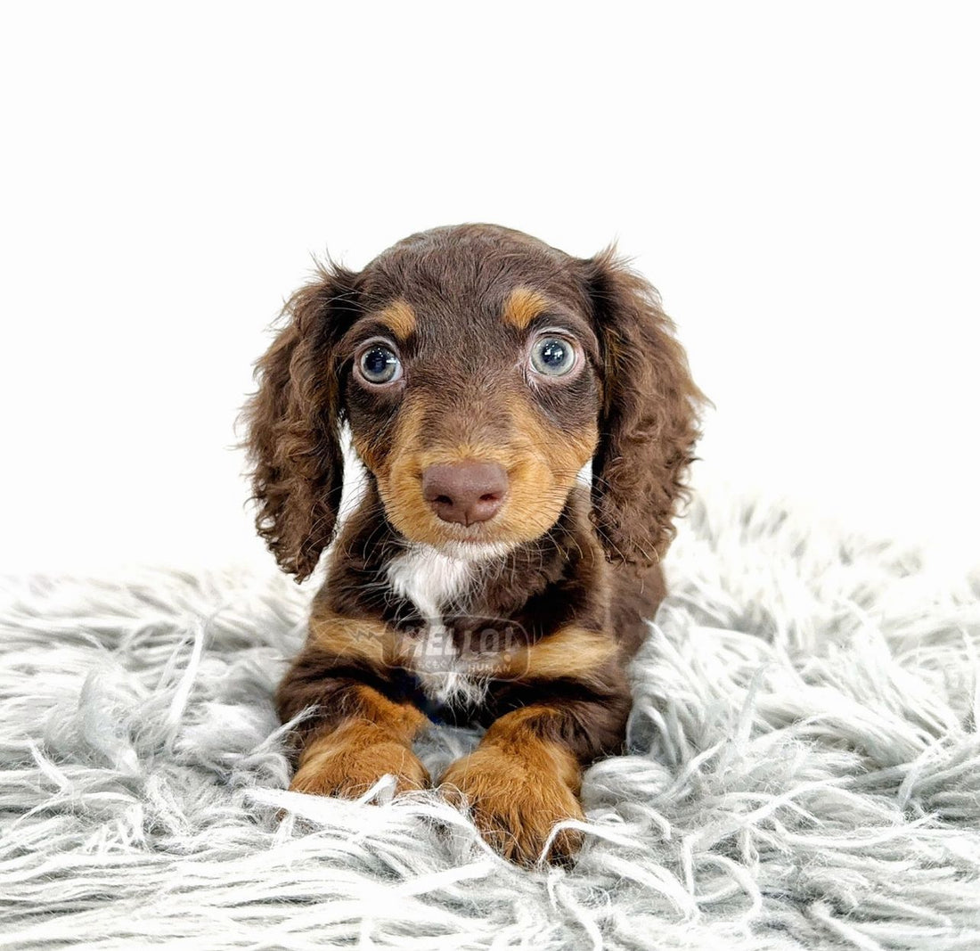 MIJU CHOCOLATE & TAN LONGHAIRED MINIATURE DACHSHUND (FEMALE)