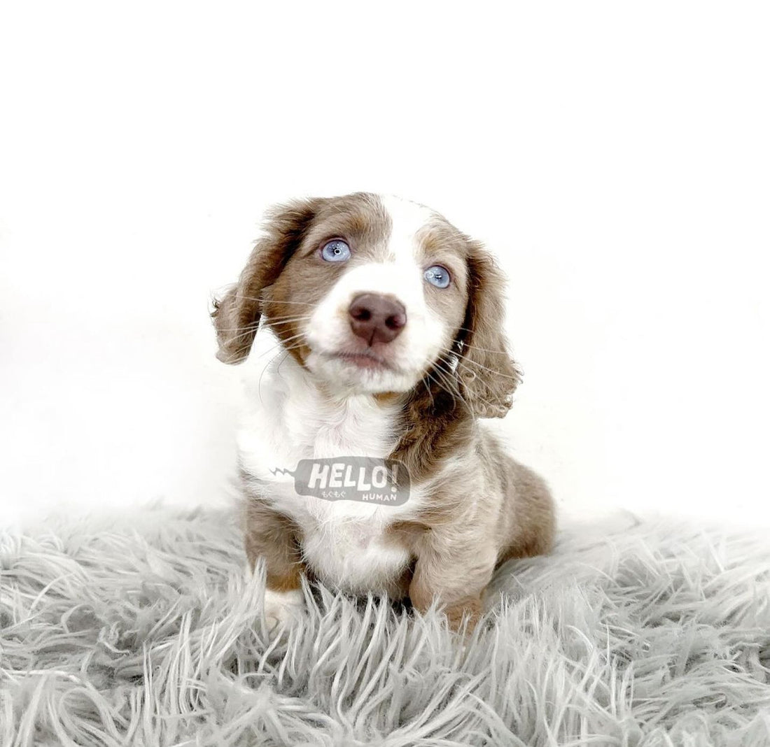 Miss Minuki Isabella & Tan Piebald Longhaired Miniature Dachshund (Female)