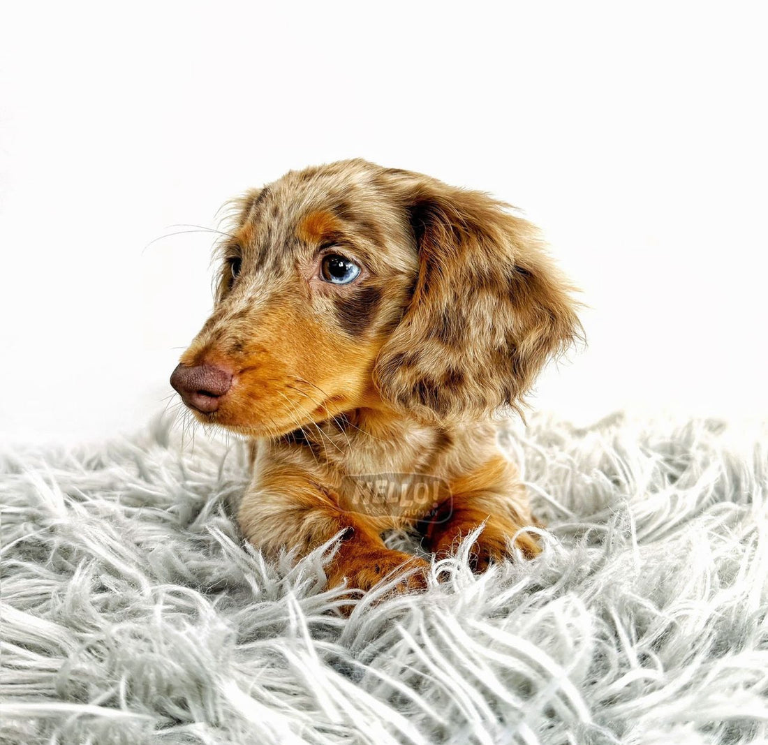 MISS DIDI CHOCOLATE DAPPLE LONGHAIRED MINIATURE DACHSHUND (FEMALE)