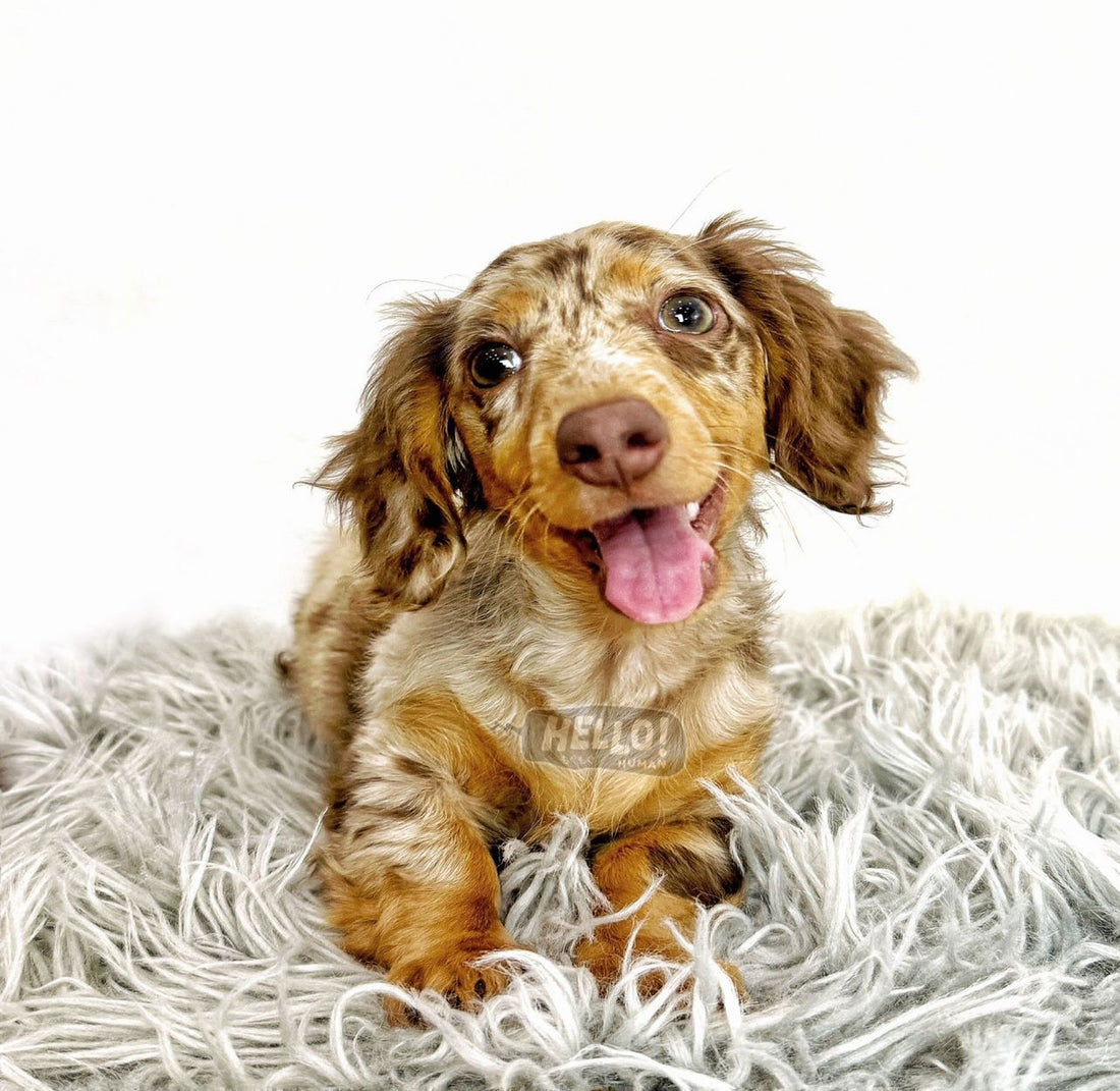 MISS FLAFFY CHOCOLATE DAPPLE LONGHAIRED MINIATURE DACHSHUND (FEMALE)
