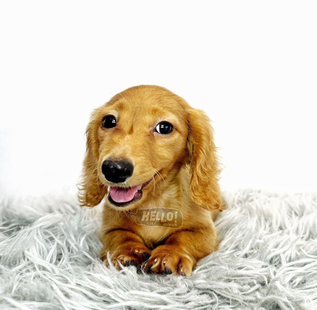 MR BUBLE RED LONGHAIRED MINIATURE DACHSHUND (MALE)