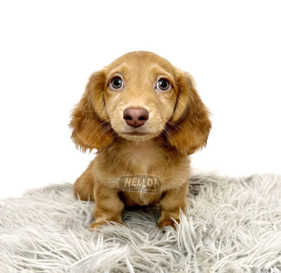LIL OPPU CHOC-BASED RED BOY LONGHAIRED MINATURE DACHSHUND (MALE)