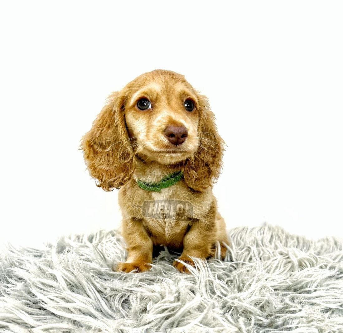 Reynolds Cream Miniature Dachshund (Male)