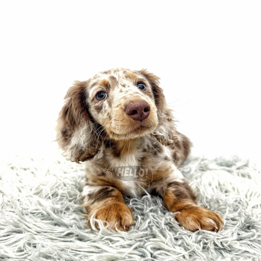 Jonni Chocolate & Tan Dappled Longhaired Miniature Dachshund (Male)