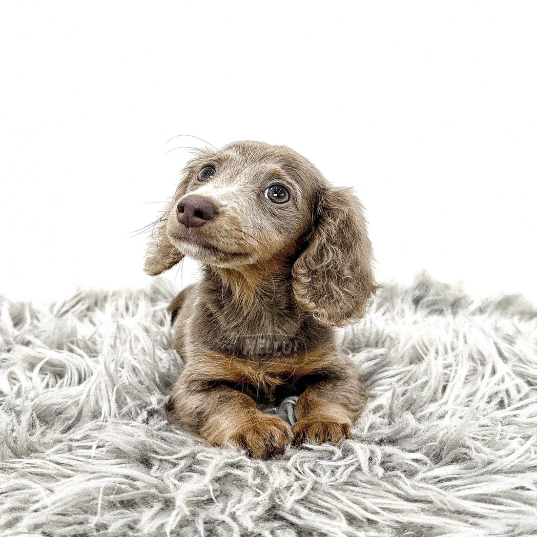 TIKIYU ISABELLA & TAN LONGHAIRED MICRO DACHSHUND (FEMALE)