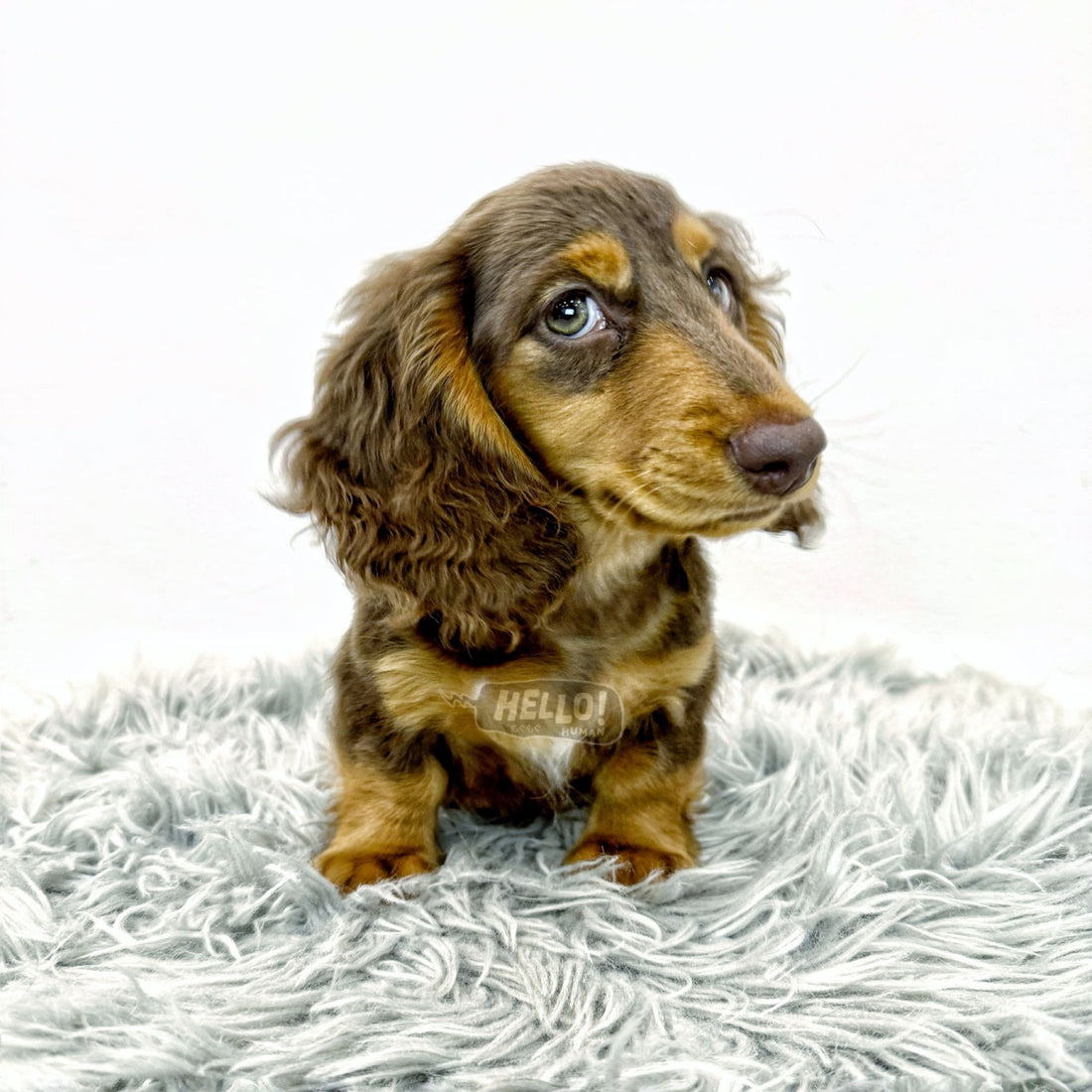 MR JAJAH CHOCOLATE & TAN LONGHAIRED MINI DACHSHUND (Male)