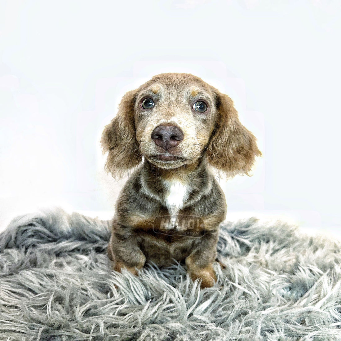 LIL POPPY ISABELLA & TAN LONGHAIRED MINI DACHSHUND (Male)