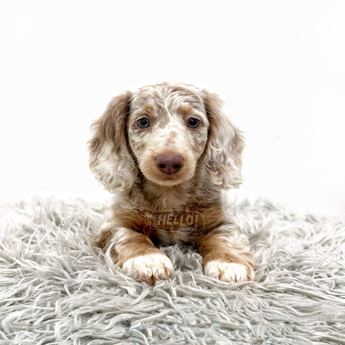 Kikkuu Chocolate & Tan Dappled Longhaired Miniature Dachshund (Female)