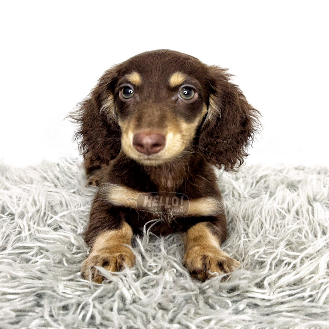 Fina Chocolate & Cream Long-haired Miniature Dachshund (Female)
