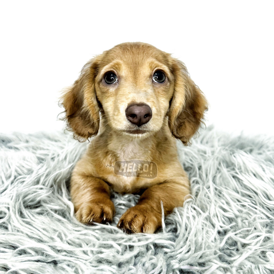 Auriel Shaded Cream Long-haired Miniature Dachshund (Female)