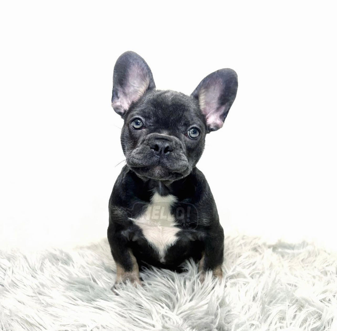 HORUS BLUE & TAN FRENCH BULLDOG (MALE)