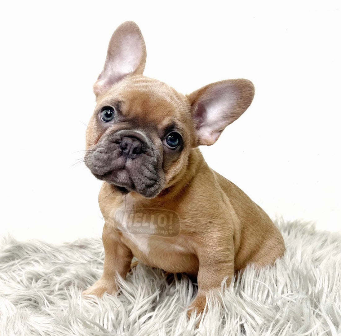 MR GOJI BLUE FAWN FRENCH BULLDOG (MALE)