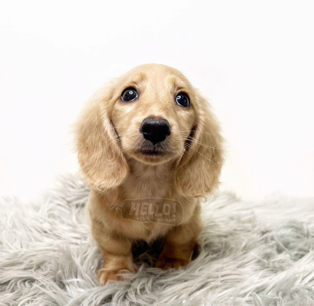 CHEONJU CREAM LONGHAIRED MINIATURE DACHSHUND (FEMALE)